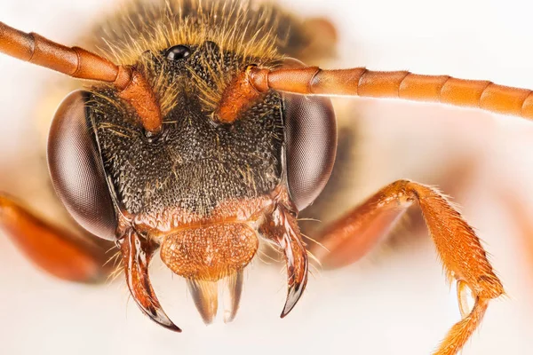 Koekoek Nomada Bee Bee — Stockfoto