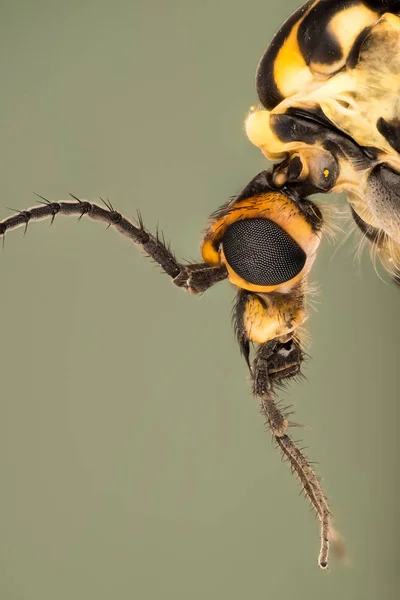 Gevlekte Crane Fly Nephrotoma Appendiculata — Stockfoto