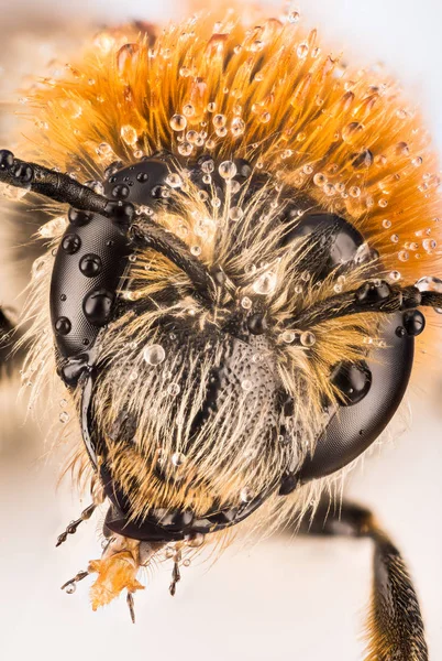 Fokus Stapling Gruvdrift Bee Andrena — Stockfoto