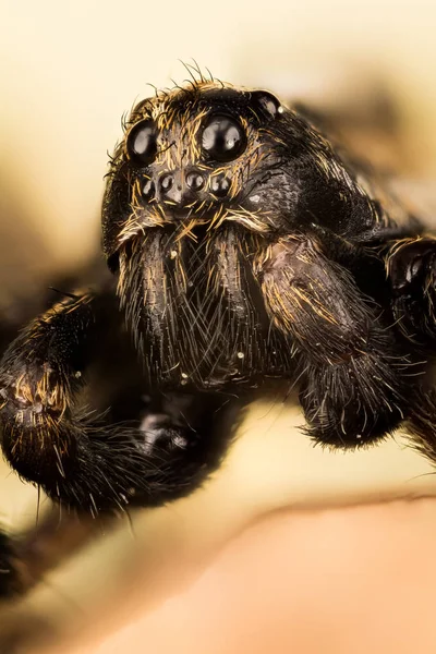 Wolf Spider Spinnen Pardosa — Stockfoto