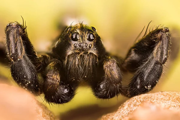 Araña Lobo Arañas Pardosa —  Fotos de Stock