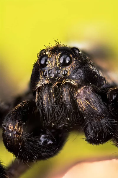 Araña Lobo Arañas Pardosa — Foto de Stock