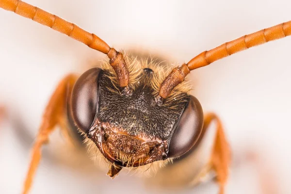 Пчела Кукушка Фасада Пчела — стоковое фото