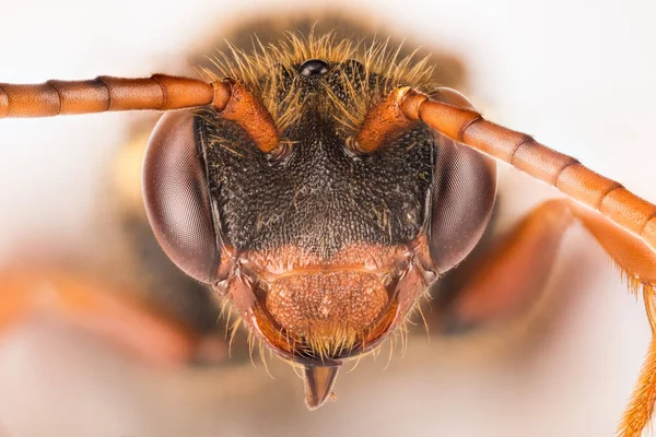 Κούκος Μέλισσα Nomada Μέλισσα — Φωτογραφία Αρχείου