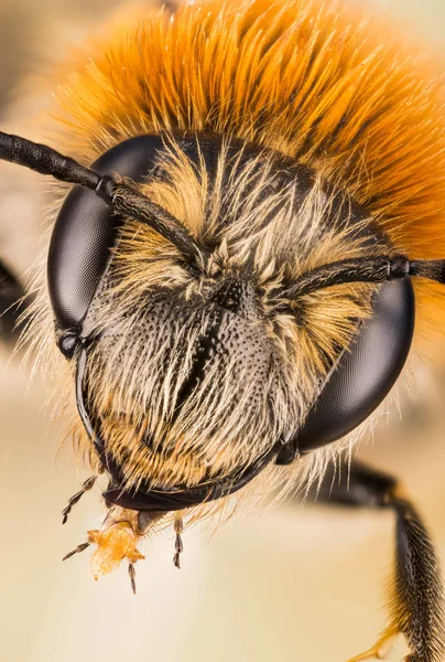 Hangsúly Egymásra Bányászat Méh Andrena — Stock Fotó