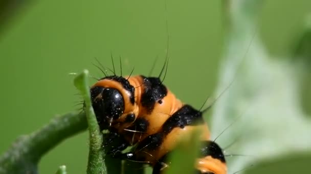 シンナバルの蛾のキャタピラー ラテン語名はTyria Jacobeae — ストック動画