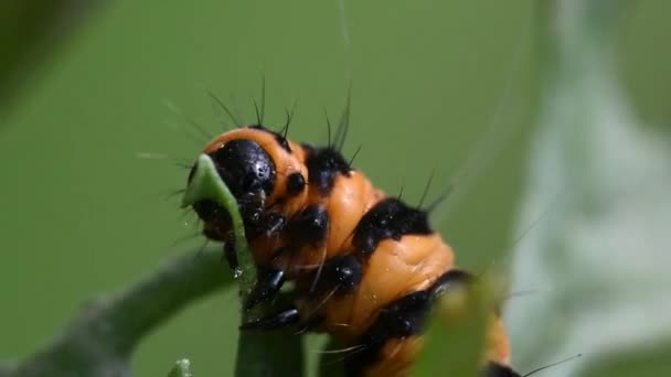 Κάμπια Του Cinnabar Moth Λατινικό Της Όνομα Είναι Tyria Jacobaeae — Αρχείο Βίντεο