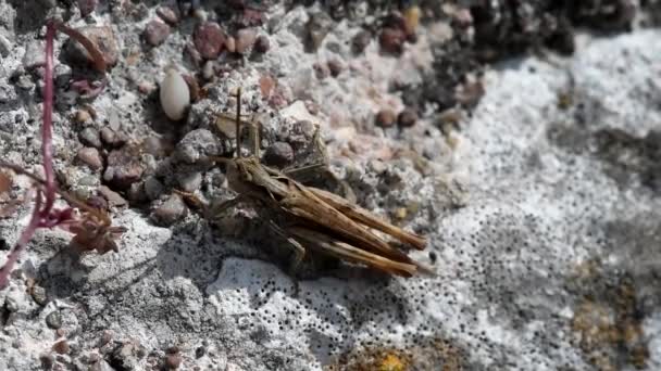 One Species Common Field Grasshopper His Latin Name Chorthippus Brunneus — Stock Video