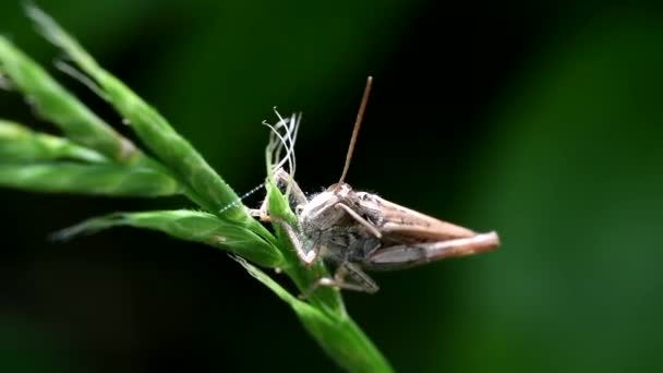 Ένα Από Είδη Common Field Grasshopper Λατινικό Του Όνομα Είναι — Αρχείο Βίντεο