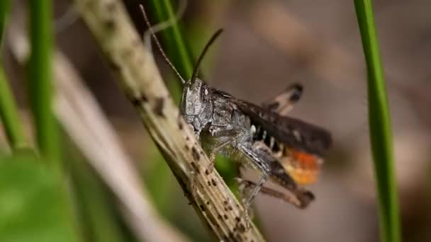 Один Видов Common Field Grasshopper Латинское Имя Chorthippus Brunneus — стоковое видео