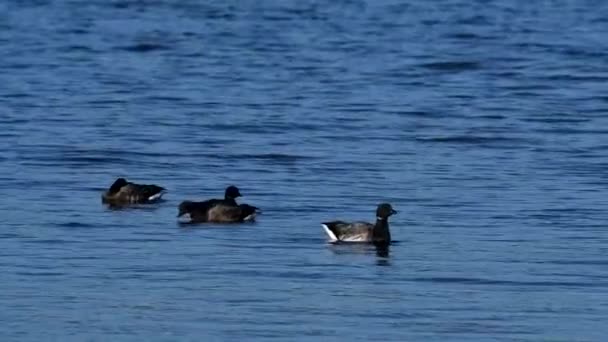 Brent Gooses Flotando Cerca Orilla Del Mar Marea Baja — Vídeos de Stock