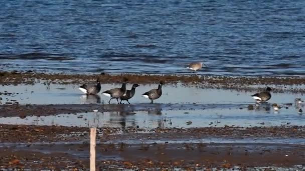 Brent Gooses Feeding Seashore Low Tide — Stock Video