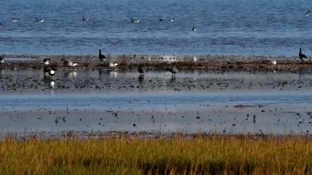 Brent Gooses Feeding Seashore Daytime — Stock Video