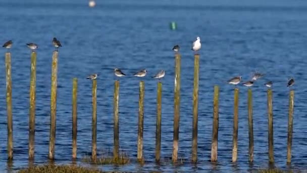 Grey Plover Dunlins Spoczywają Drążkach Pobliżu Brzegu Morza Ciągu Dnia — Wideo stockowe