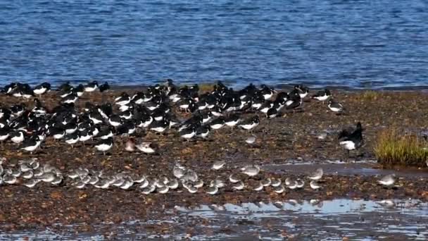 Dunlins Oystercatchers Descansando Costa Maré Alta — Vídeo de Stock