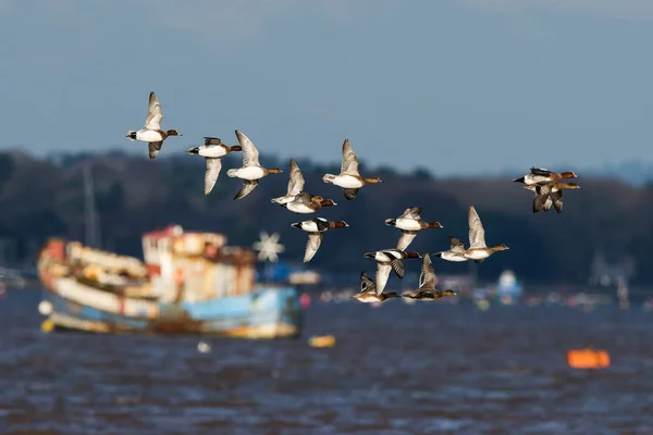Wigeon Birds Flying Sea Daytime — Stock Photo, Image