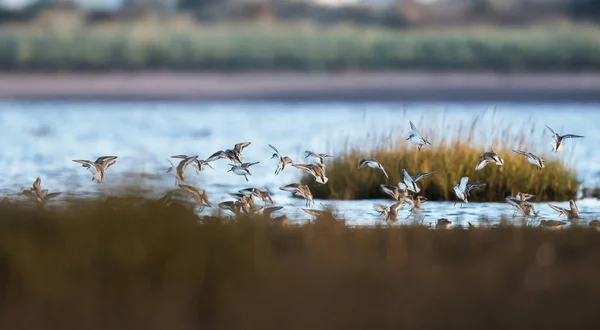 Dunlin Pássaros Voando Sobre Mar Maré Baixa — Fotografia de Stock