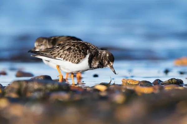 Ruddy Turnstone Pássaros Alimentando Habitat Maré Baixa — Fotografia de Stock