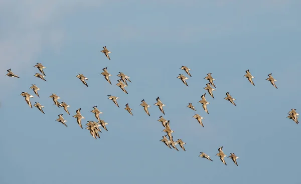 Czerwony Węzeł Szary Plover Ptaki Dunlin Latające Niebieskim Niebie Ciągu — Zdjęcie stockowe