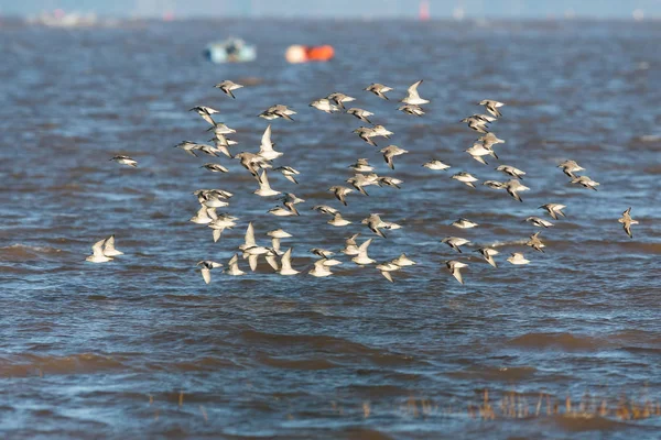 Red Knot Grey Plover Dunlin Birds Flying Sea Daytime — Stock Photo, Image