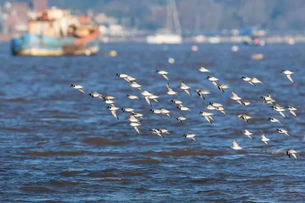 Red Knot Grey Plover Dunlin Birds Flying Sea Daytime — Stock Photo, Image