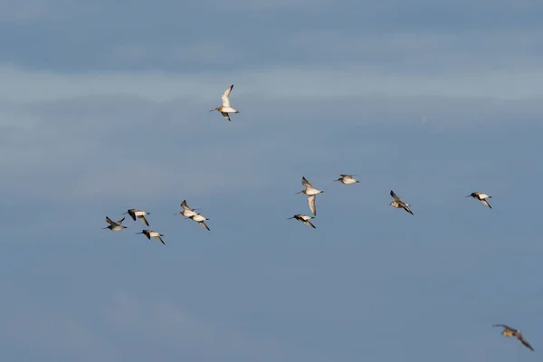 Çubuk Kuyruklu Godwit Kuşları Mavi Gökyüzünde Uçuyor — Stok fotoğraf