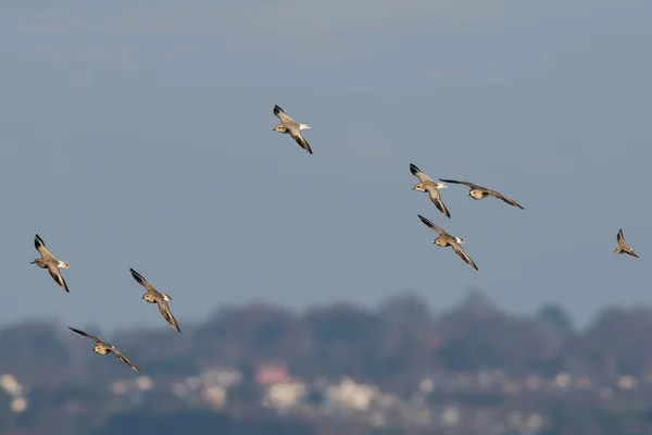 Plover Cinza Pássaros Voando Céu Azul — Fotografia de Stock