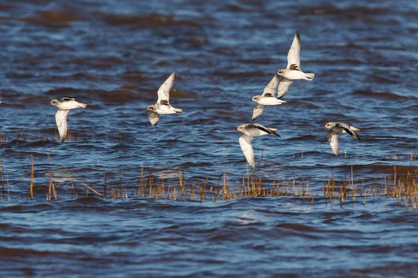 Gri Plover Kuşlarının Gündüz Vakti Denizde Uçuşu — Stok fotoğraf