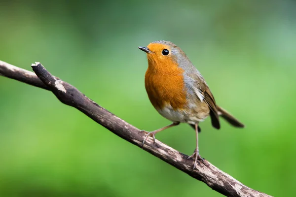 Európai Robinin Környezetében Latin Neve Erithacus Rubecula — Stock Fotó