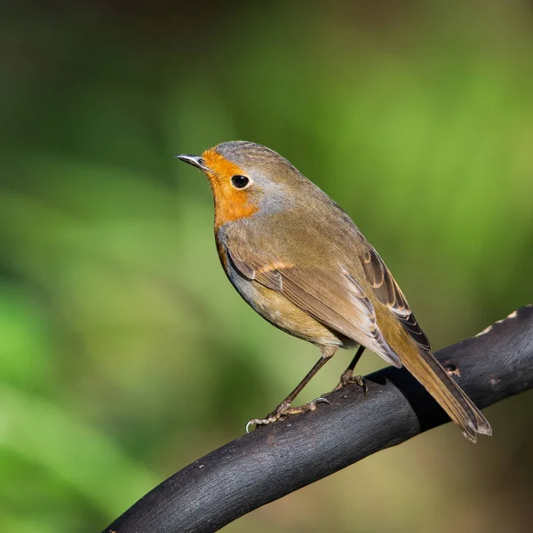 Robinin Europeu Seu Ambiente Seu Nome Latino Erithacus Rubecula — Fotografia de Stock