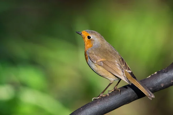 Robinin Europeu Seu Ambiente Seu Nome Latino Erithacus Rubecula — Fotografia de Stock