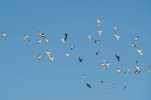 Bécasseau Maubèche Oiseaux Dunlin Survolant Mer Jour — Photo