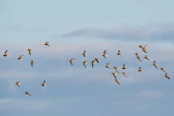 Bécasseau Maubèche Oiseaux Dunlin Survolant Mer Jour — Photo