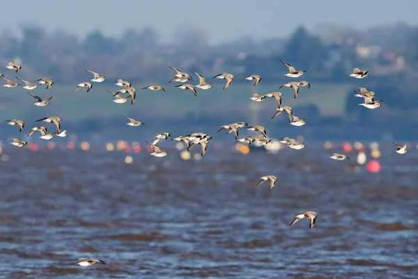 Roter Knoten Regenpfeifer Und Alpenstrandläufer Fliegen Über Das Meer — Stockfoto