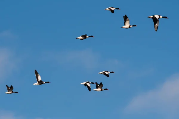 Flock Common Shelduck Ankor Flygning Morgonen Deras Latinska Namn Tadorna — Stockfoto