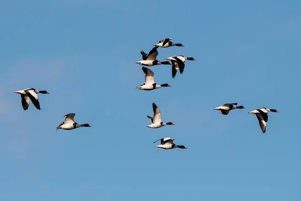 Flock Common Shelduck Ankor Flygning Morgonen Deras Latinska Namn Tadorna — Stockfoto