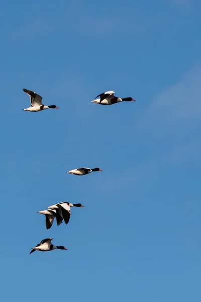 Flock Common Shelduck Ankor Flygning Morgonen Deras Latinska Namn Tadorna — Stockfoto