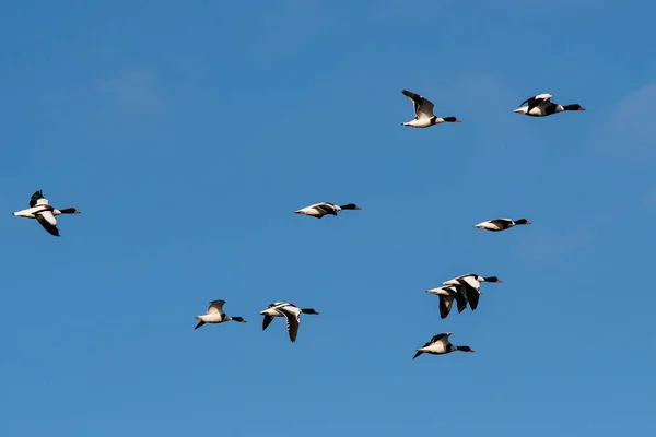 Flock Common Shelduck Ankor Flygning Morgonen Deras Latinska Namn Tadorna — Stockfoto