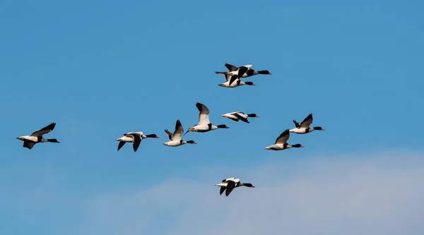 Flock Common Shelduck Ankor Flygning Morgonen Deras Latinska Namn Tadorna — Stockfoto