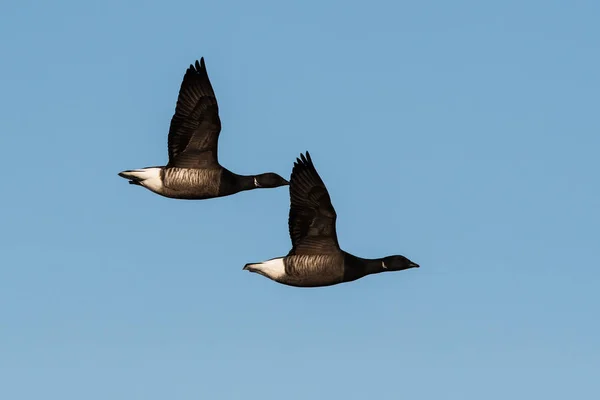 Brent Gooses Fly Sky Hun Latijnse Naam Branta Bernicla — Stockfoto