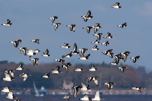 Oystercatcher Eurasien Survolant Mer Jour Leur Nom Latin Est Haematopus — Photo