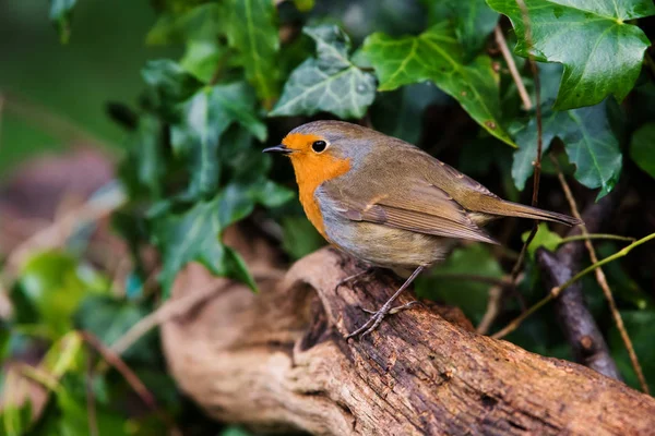 Európai Robinin Környezetében Latin Neve Erithacus Rubecula — Stock Fotó