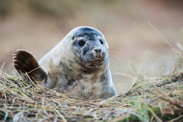 Welpe Der Kegelrobbe Kegelrobben Kommen Winter Die Küste Ihre Jungen — Stockfoto