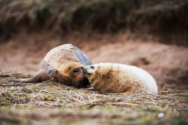 Kegelrobben Kommen Winter Die Küste Ihre Jungen Der Nähe Der — Stockfoto