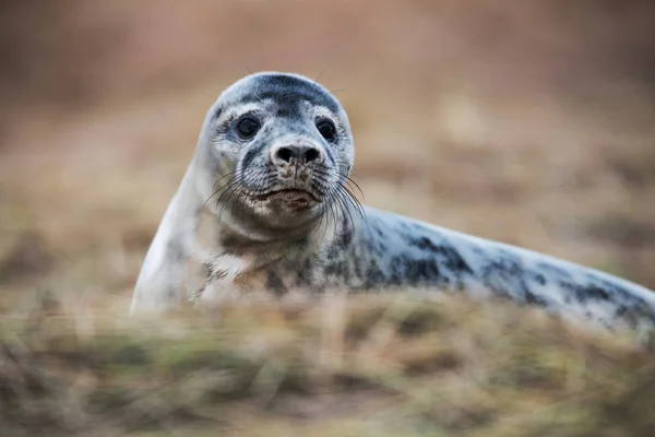 Welpe Der Kegelrobbe Kegelrobben Kommen Winter Die Küste Ihre Jungen — Stockfoto