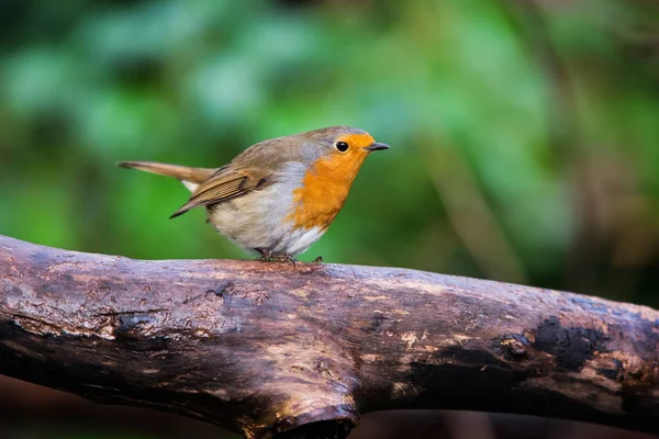 Европейский Робин Своем Окружении Латинское Имя Erithacus Rubecula — стоковое фото