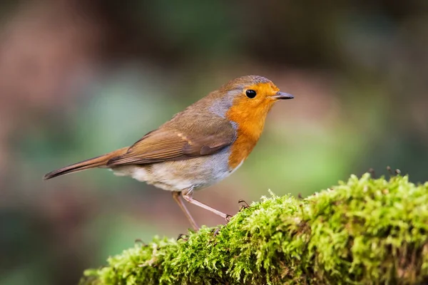 Evropan Robin Svém Prostředí Jeho Latinské Jméno Erithacus Rubecula — Stock fotografie