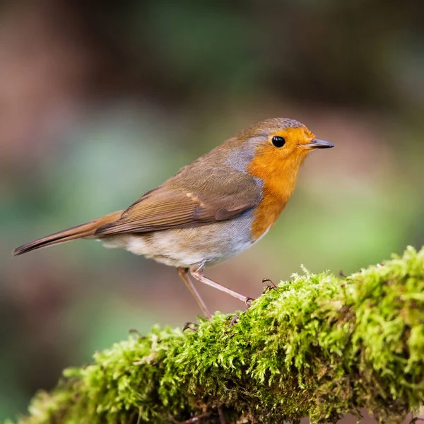 Európai Robin Környezetében Latin Neve Erithacus Rubecula — Stock Fotó