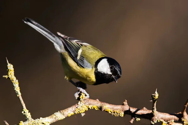 Velký Kozy Jeho Prostředí Její Latinské Jméno Parus Major — Stock fotografie