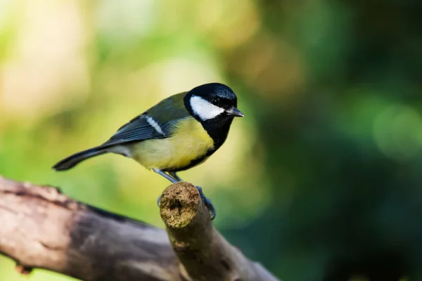 Grande Tit Seu Ambiente Seu Nome Latino Parus Major — Fotografia de Stock